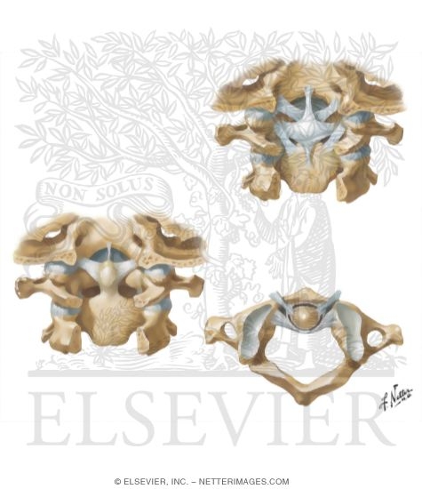 Joints of the Spine