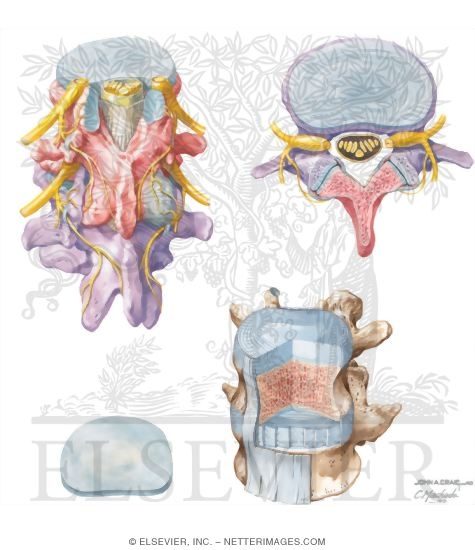 Watermarked preview of unlabeled image: Joints of the Spine