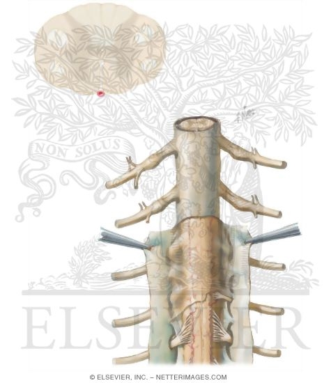 Watermarked preview of unlabeled image: Nerves of the Spine