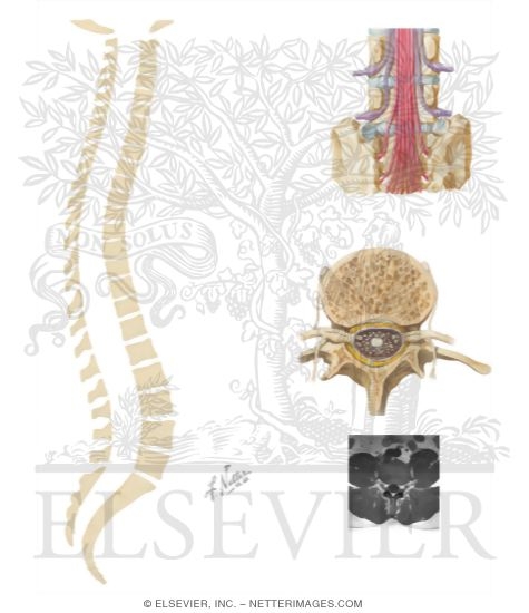 Watermarked preview of unlabeled image: Nerves of the Spine