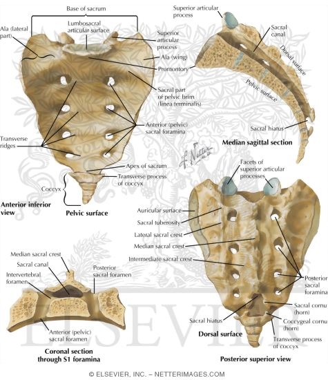 Sacrum and Coccyx
Osteology