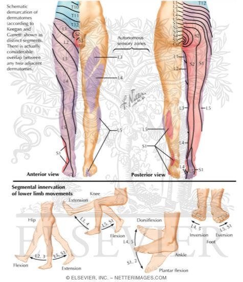 Segmental Sensory Innervation (Dermatomes) of Lower Limb
Dermatomes of Lower Limb