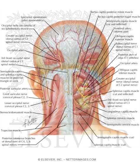 Suboccipital Triangle