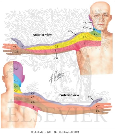 Dermal Segmentation of Upper Limb