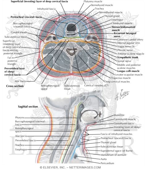 Fascial Layers of Neck
