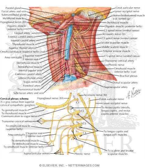 Cervical Plexus In Situ
Nerves of the Upper Extremity: Cervical Plexus