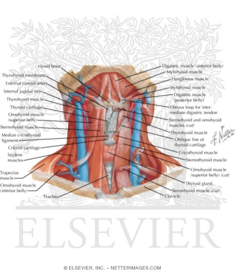 Infrahyoid and Suprahyoid Muscles