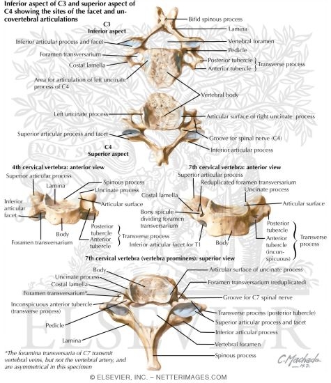 Cervical Vertebrae