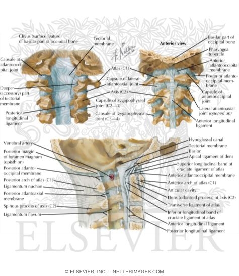 Joints of the Neck