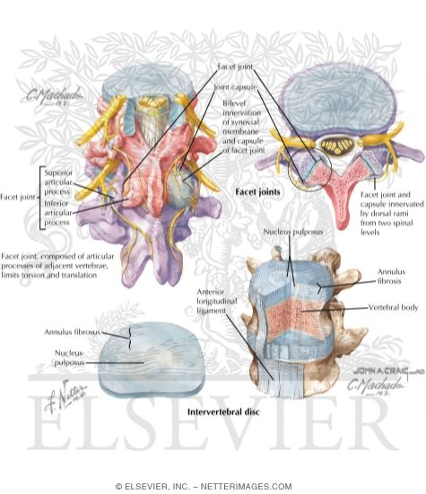 Joints of the Spine