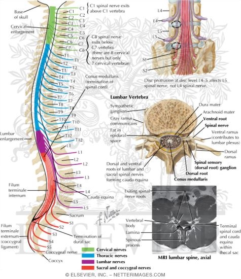 Nerves of the Spine