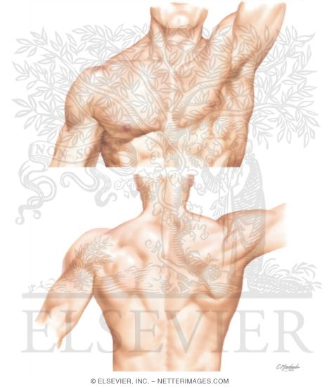 Watermarked preview of unlabeled image: Topographic Anatomy of the Shoulder