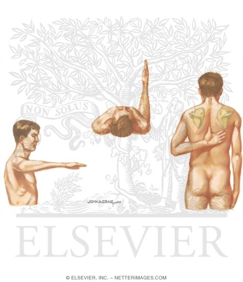 Watermarked preview of unlabeled image: Physical Examination of the Shoulder: Range of Motion