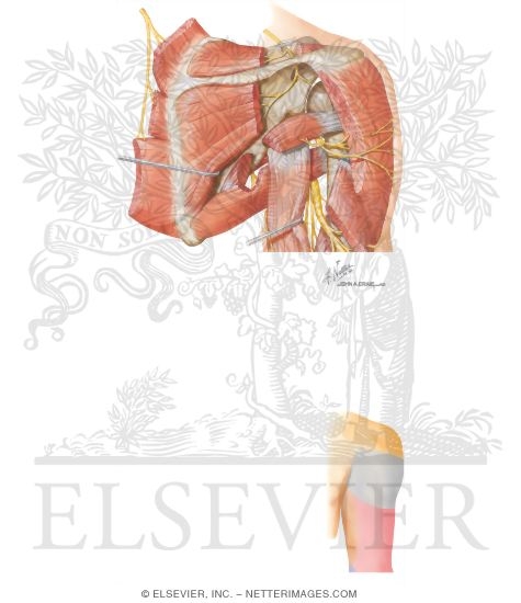 Watermarked preview of unlabeled image: Nerves of the Shoulder