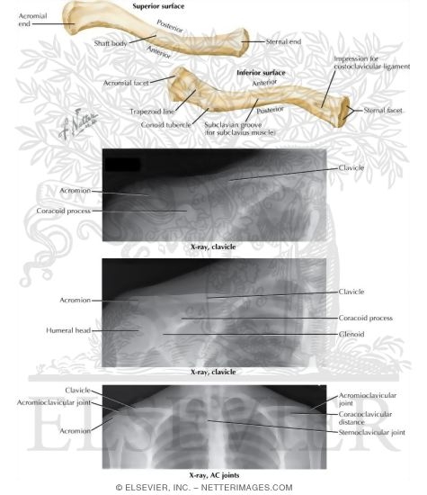Watermarked preview of labeled image: Shoulder: Bones (Pectoral Girdle)
