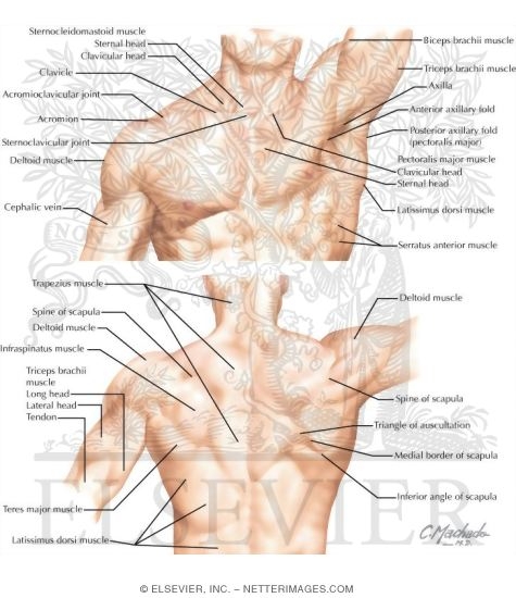 Topographic Anatomy of the Shoulder