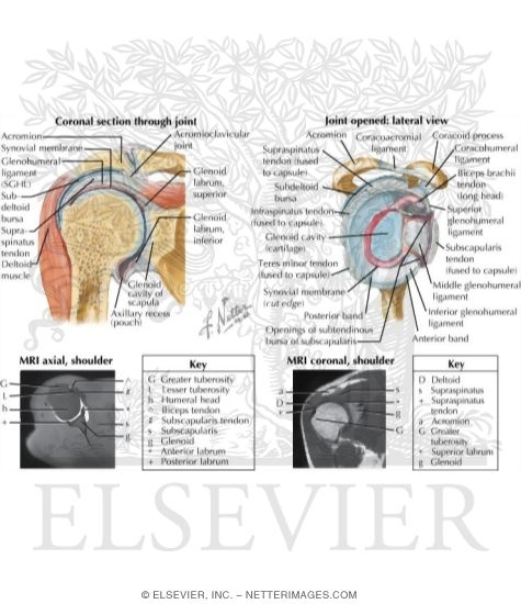 Watermarked preview of labeled image: Joints of the Shoulder