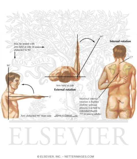 Watermarked preview of labeled image: Physical Examination of the Shoulder: Range of Motion