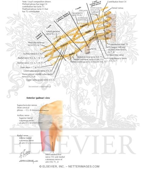 Watermarked preview of labeled image: Nerves of the Shoulder