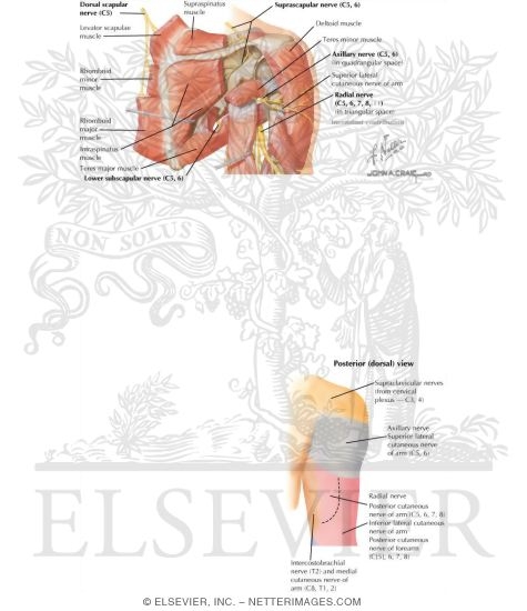 Watermarked preview of labeled image: Nerves of the Shoulder