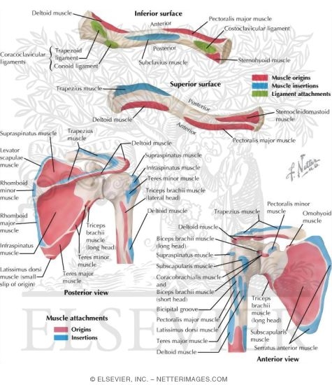 Muscles of the Shoulder: Insertions and Origins