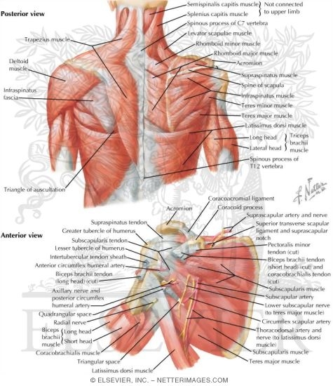 Muscles: Back and Scapula Region