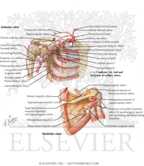 Arteries of the Shoulder