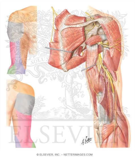 Watermarked preview of unlabeled image: Nerves of the Arm