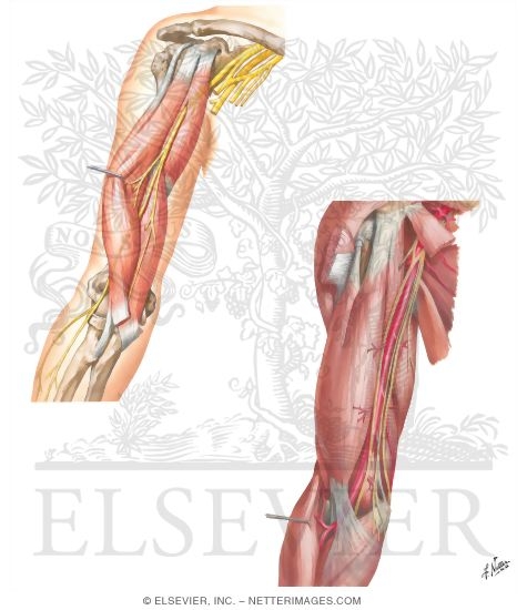 Nerves of the Arm
