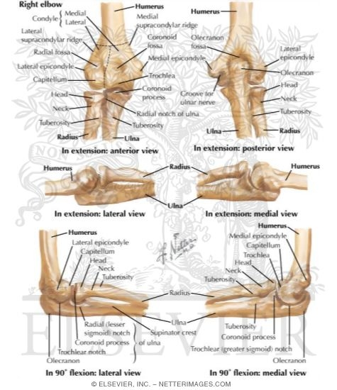 Elbow outlet anatomy bones