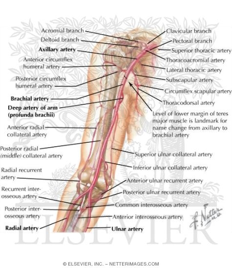 Watermarked preview of labeled image: Brachial Artery and Anastomoses Around Elbow