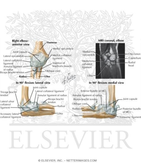 Watermarked preview of labeled image: Ligaments of Elbow