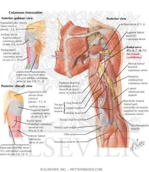 Nerves of the Arm