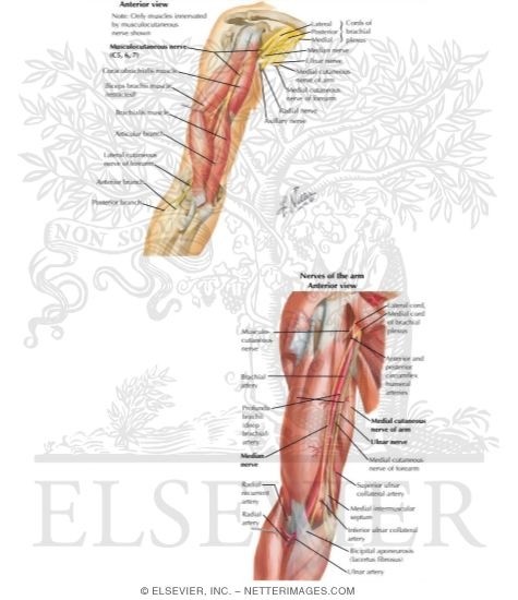 Watermarked preview of labeled image: Nerves of the Arm