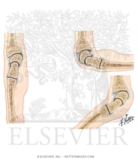 Watermarked preview of unlabeled image: Joints of the Forearm