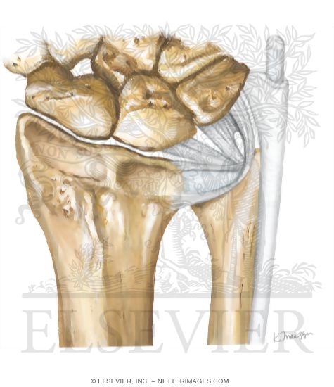 Watermarked preview of unlabeled image: Joints of the Forearm
