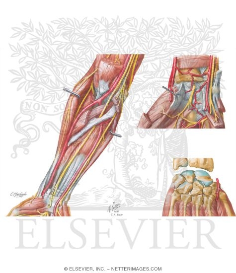 Arteries of the Forearm