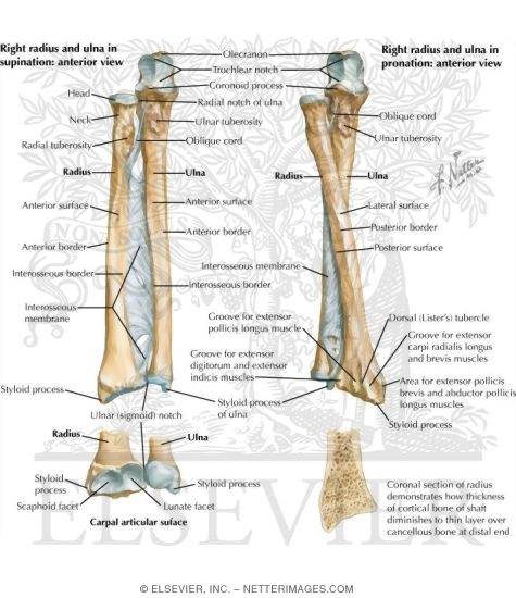 Bones of Forearm Osteology of the Forearm