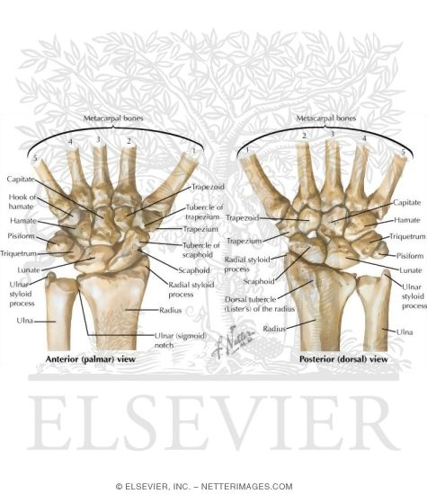 Carpal Bones
Osteology of the Wrist
The Carpal Bones