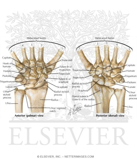 Carpal Bones
