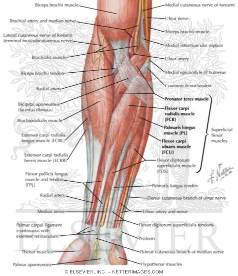 Forearm top muscles labeled