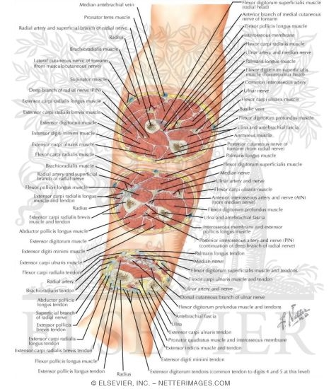 Cross-Sectional Anatomy of Right Forearm