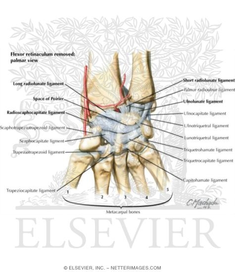 Wrist, Palmar Ligaments
