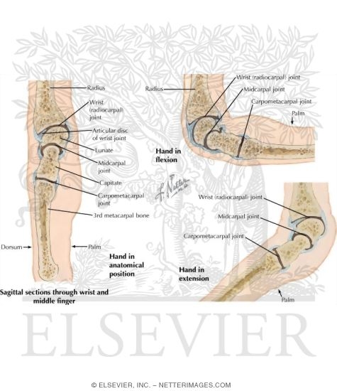 Watermarked preview of labeled image: Joints of the Forearm