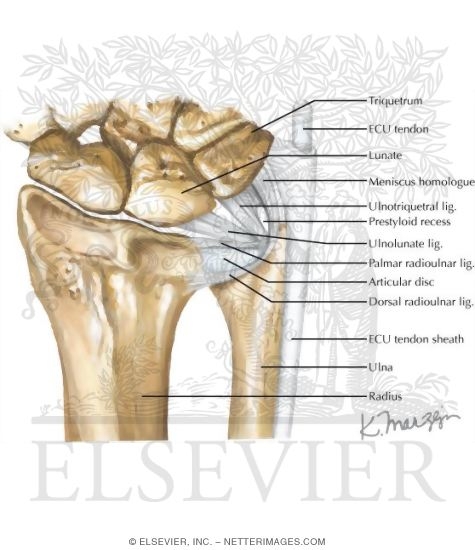 Watermarked preview of labeled image: Joints of the Forearm
