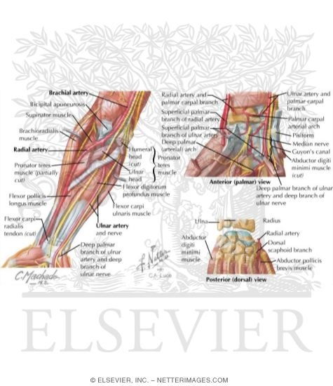 Arteries of the Forearm