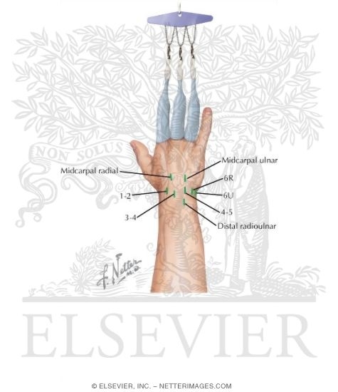 Surgical Approaches to the Forearm