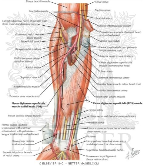 Muscles of Forearm (Intermediate Layer): Anterior View