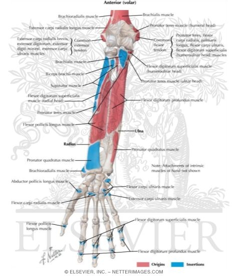 Watermarked preview of labeled image: Attachments of Muscles of Forearm: Anterior View