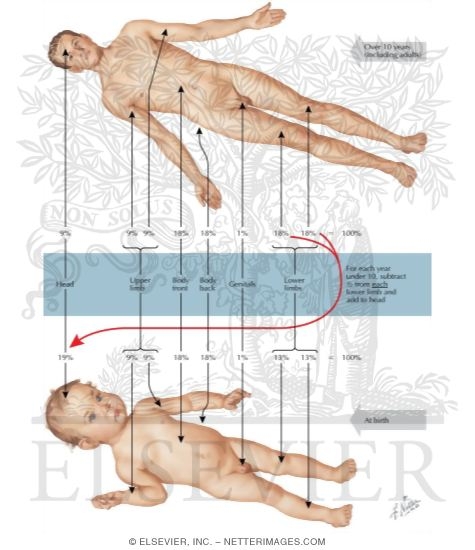 Watermarked preview of labeled image: Determination Of Surface Area